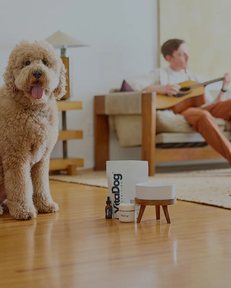 Dog sitting beside Vitadog Nutrition products in a bright living room scene.